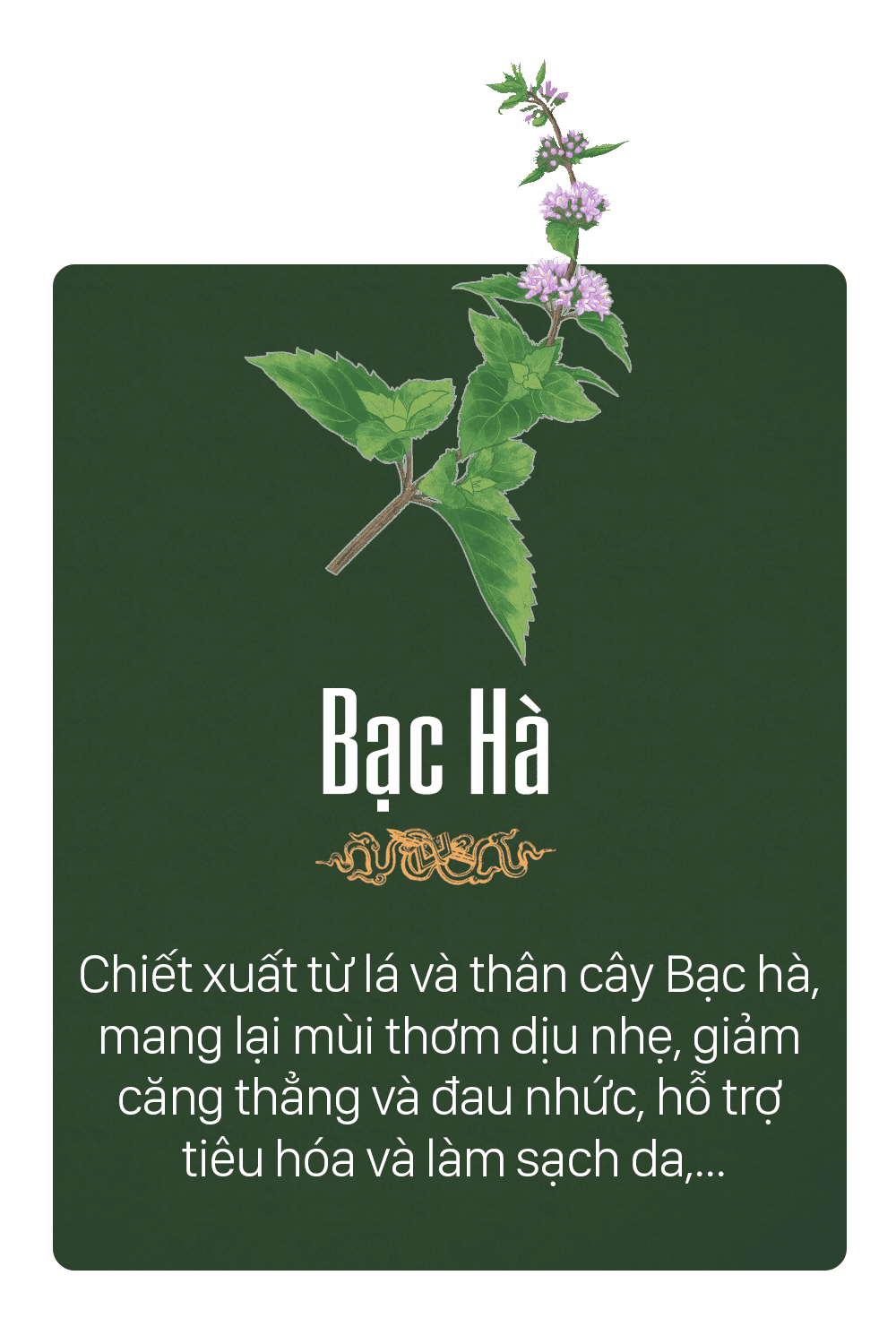 tinh dầu bạc hà