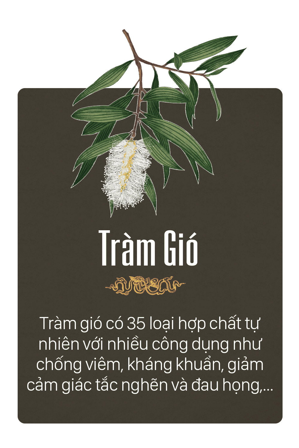 tinh dầu tràm Huế