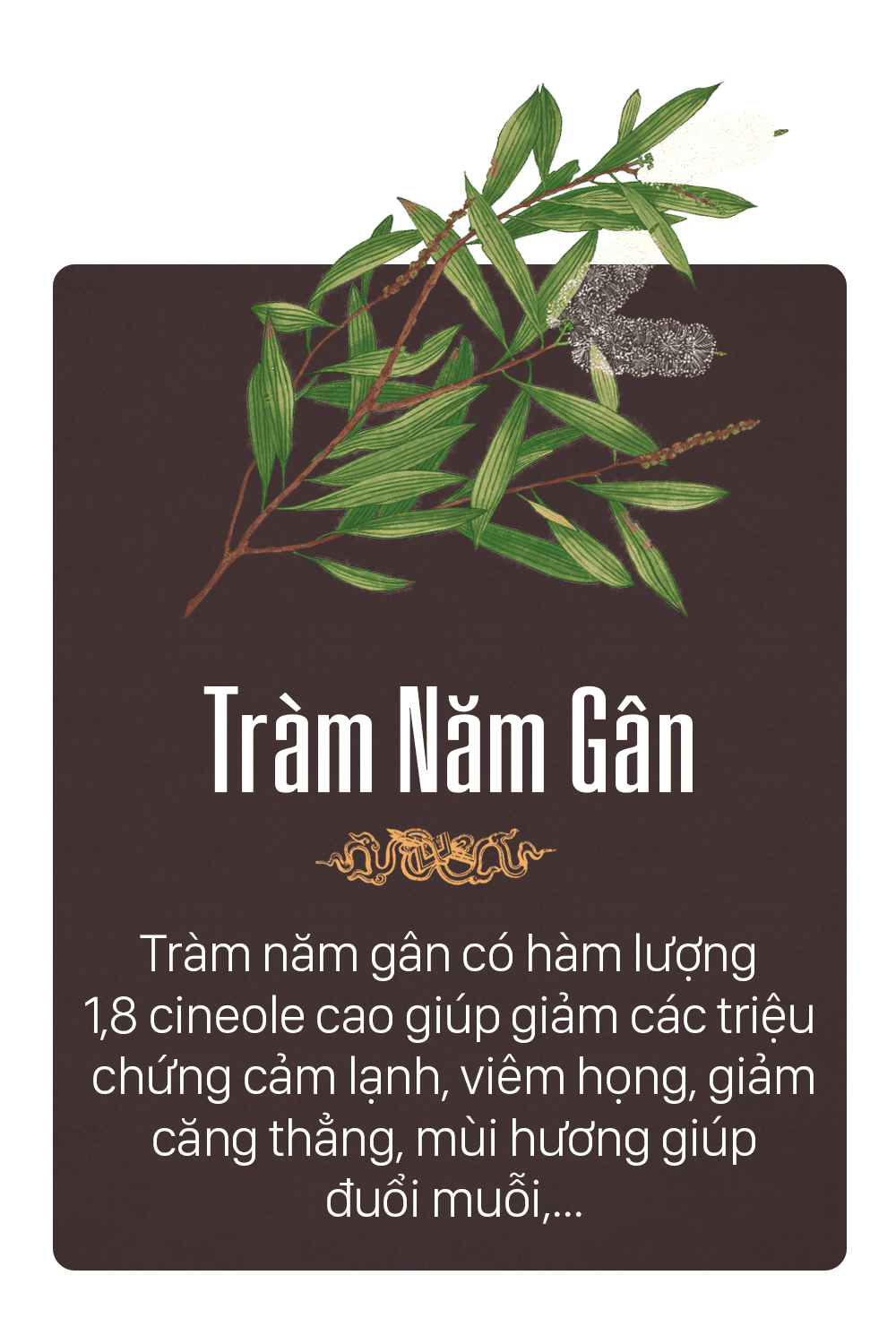 tinh dầu tràm năm gân