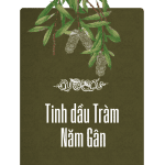 tinh dầu tràm năm gân