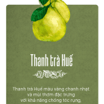 tinh dầu thanh trà Huế