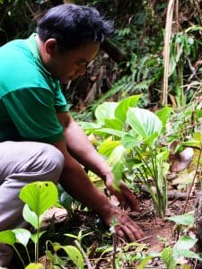 PHÁT TRIỂN BỀN VỮNG CÂY THIÊN NIÊN KIỆN