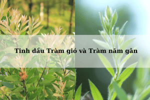 Tinh dầu Tràm gió và Tràm năm gân